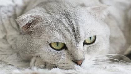 自媒体分享片段：卢骏受伤，机会不容易别再给他设置副本了